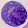 Lymphocyte