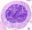 Metamyelocyte