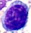 Lymphocyte